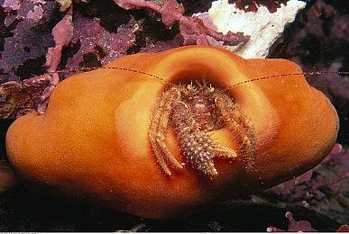 《卧龙》豪华制作阵容公开 甄子丹好友谷垣健治任动作指导